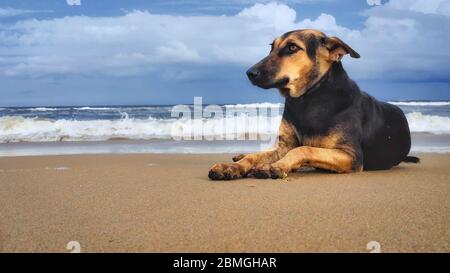 Straße Hund am Strand Sand isoliert Strand Wellen und blauen Himmel Hintergrund. Streunender Hund am Strand Seenlandschaft. Stockfoto