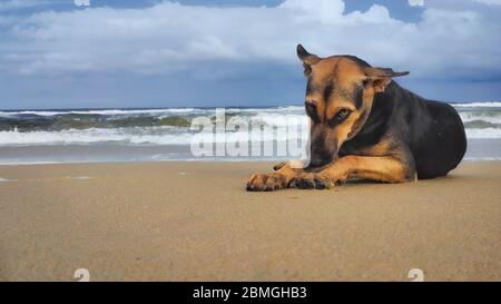 Straße Hund am Strand Sand isoliert Strand Wellen und blauen Himmel Hintergrund. Streunender Hund am Strand Seenlandschaft. Stockfoto