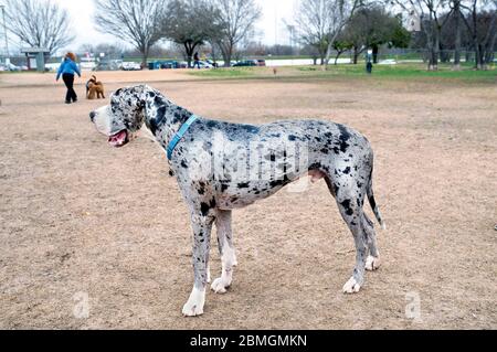 Toller Däne Hund sieht toll aus im Hundepark. Stockfoto