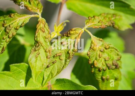 Box Elder Pouch Balls im Frühling Stockfoto