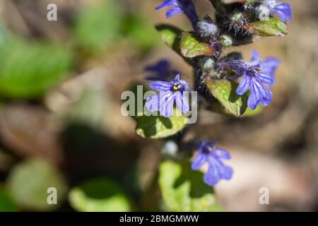 Bugle Blumen in voller Blüte im Frühling Stockfoto
