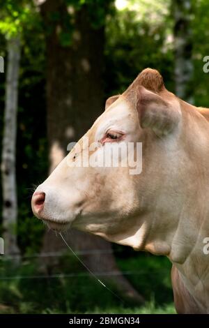 Ein weißer Charolais Rinderkopf in Seitenansicht, auf einer Weide in einer holländischen Landschaft, natürlicher Hintergrund. Stockfoto
