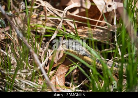 Östliche Strumpfschlange im Frühling Stockfoto