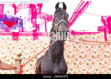 High Breed Pferd in Pushkar Messe zum Verkauf Stockfoto