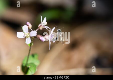 Bergbau Biene auf rosa Frühling Cress Blumen Stockfoto