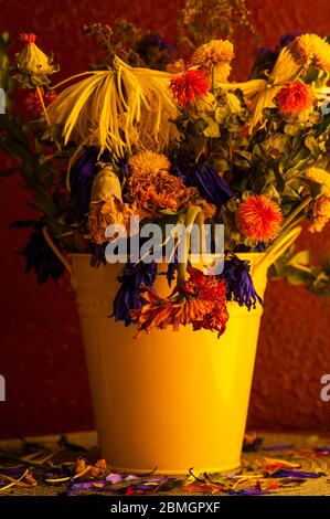 Welkende Blumen einschließlich Mütter, Chrysanthemen, Nelken in gelben Eimer Stockfoto