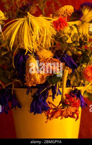 Welkende Blumen einschließlich Mütter, Chrysanthemen, Nelken in gelben Eimer Stockfoto