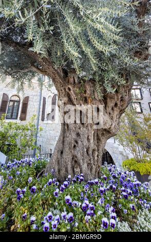 Ein alter Olivenbaum, der auf einer Straße in Jerusalem, Israel wächst. Stockfoto