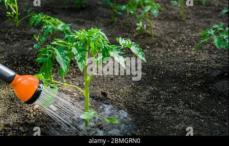 Bewässerung Sämling Tomatenpflanze im Gewächshaus Garten mit roten Gießkanne. Stockfoto