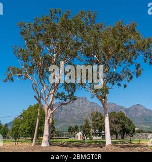 Eukalyptusbaum in Franschhoek, Südafrika mit blauem Himmel und Bergen dahinter Stockfoto