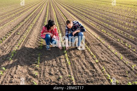 Junglandwirte, die im Frühjahr Jungkorn bepflanzt haben Stockfoto