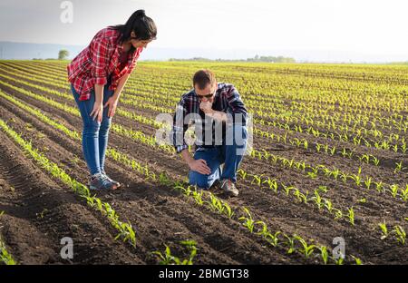 Junglandwirte, die im Frühjahr Jungkorn bepflanzt haben Stockfoto