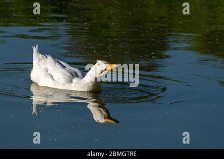 Weiße pekinente, die auf einem See mit Spiegelung schwimmend Stockfoto