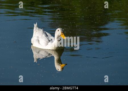 Weiße pekinente, die auf einem See mit Spiegelung schwimmend Stockfoto