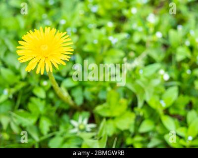 Gelbe Löwenzahn Blume auf grünem Rasen Nahaufnahme am Frühlingstag (Fokus auf Taraxacum Blüte) Stockfoto