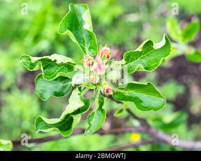 Frühling in der Stadt - rosa Knospen von Apfelbaum in der Nähe in städtischen Garten (Fokus auf Blumen im Vordergrund) Stockfoto