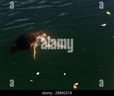 Eine Schildkröte, die in einem Loch auf der Insel Ouvea, Neukaledonien schwimmend Stockfoto