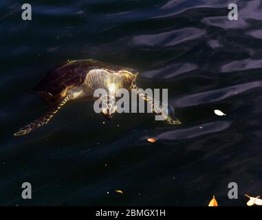 Eine Schildkröte, die in einem Loch auf der Insel Ouvea, Neukaledonien schwimmend Stockfoto