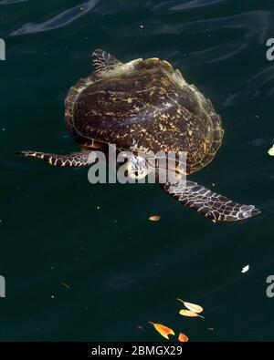 Eine Schildkröte, die in einem Loch auf der Insel Ouvea, Neukaledonien schwimmend Stockfoto