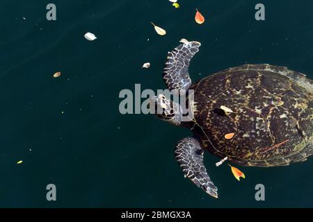 Eine Schildkröte, die in einem Loch auf der Insel Ouvea, Neukaledonien schwimmend Stockfoto
