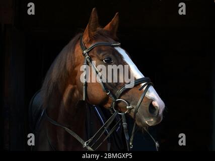 Dressursportliches Pferd mit klassischem Zaumzeug im dunklen Stall Stockfoto