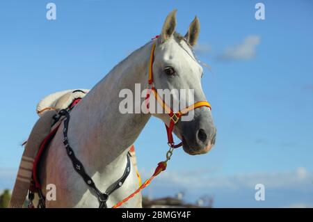 Weißes andalusisches Pferd Porträt auf blauem Himmel Hintergrund Stockfoto