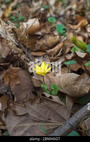 Blüten eines Celandine Kraut (Ranunculus ficaria) im Frühjahr im Wald. Die gelben Blüten sind ein schöner Kontrast zum dunklen Hintergrund, aus trockenem b Stockfoto