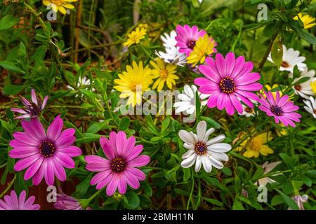 Bunte Zierpflanze mit Osteospermum fruticosum Blüten Stockfoto