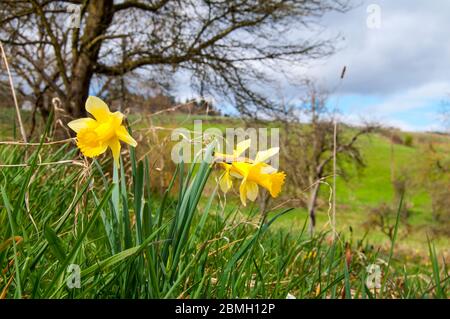 Misselflower oder Narzissenwiese in Misselberg im Rhein-Lahn-Kreis in Deutschland. Die Narzissen wachsen wild und schmücken die Wiesen und Felder jedes Stockfoto