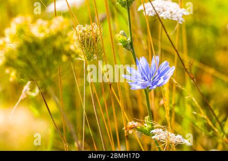 Eine Blüte der blauen cos (Lactuca perennis) vor einem hellorangen Hintergrund. Die Blume ist scharf, der Hintergrund ist nicht scharf. Stockfoto