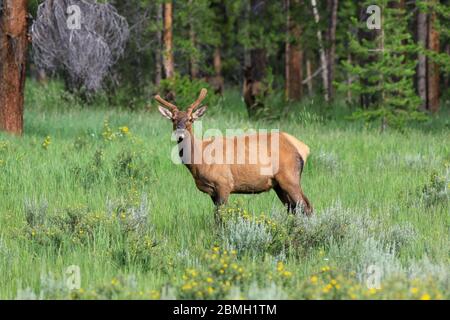 Im Sommer den einjährigen Stier Elch mit zwei Stacheln Samtgeweih auf der Wiese Stockfoto