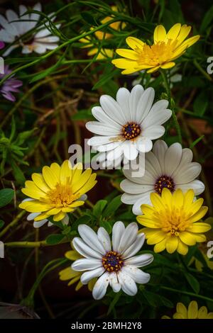 Bunte Zierpflanze mit Dimorphotheca ecklonis oder Osteospermum fruticosum Blüten Stockfoto