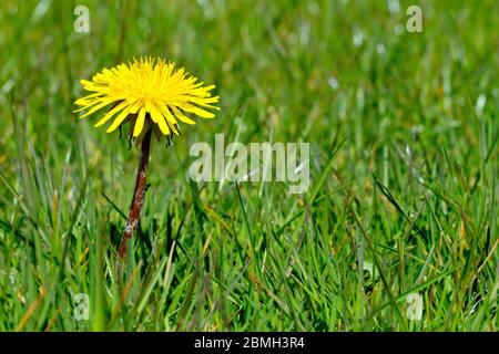 Löwenzahn (taraxacum officinale), Nahaufnahme einer einsamen Blume, die im Gras eines lokalen Parks wächst. Stockfoto
