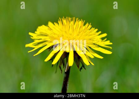 Löwenzahn (taraxacum officinale), Nahaufnahme einer einsamen Blume, isoliert vor einem schlichten grünen Hintergrund mit geringer Schärfentiefe. Stockfoto