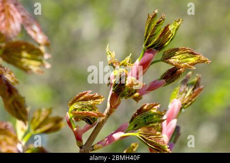 Platanus (acer pseudoplatanus), Nahaufnahme der Blätter, wenn sie im Frühjahr aus den Blattknospen zu entstehen beginnen. Stockfoto