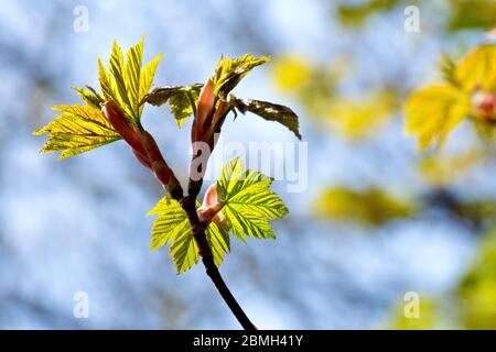 Platanus (acer pseudoplatanus), Nahaufnahme der Blätter, wie sie im Frühjahr auf den Bäumen zu erscheinen beginnen. Stockfoto