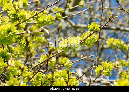 Wych Elm (ulmus glabra), die Zweige eines Baumes, bedeckt mit frischen grünen Samenkapseln im Frühlingssonne. Stockfoto