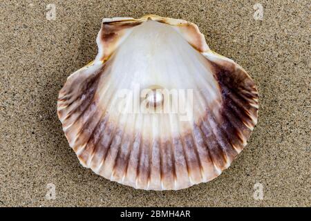 Shell mit schönen Perle innen Stockfoto