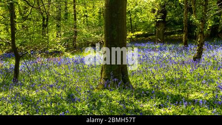 Bluebell Woods in Checkendon, South Oxfordshire, England, Großbritannien, GB. Stockfoto