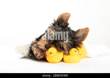 Baden ein kleiner Welpe. Yorkshire Terrier Welpen in einem Handtuch mit einer Gummiente. Yorkshire Terrier Stockfoto