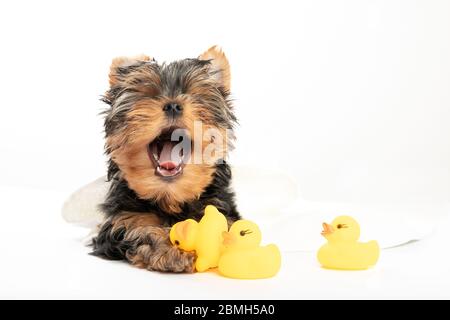 Baden ein kleiner Welpe. Yorkshire Terrier Welpen in einem Handtuch mit einer Gummiente. Niedlicher Welpe gähnt. Schlaf. Entspannen Stockfoto