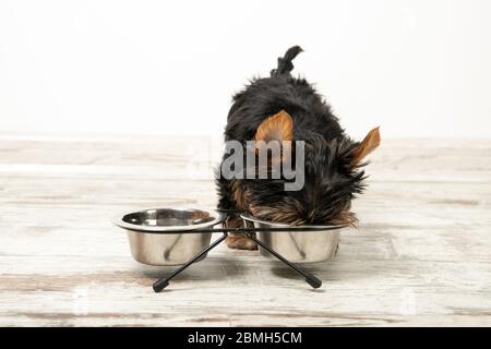 Ein Welpe isst aus einer Schüssel in einem Zimmer. Wunderschöne Innenausstattung. Hundefutter Stockfoto