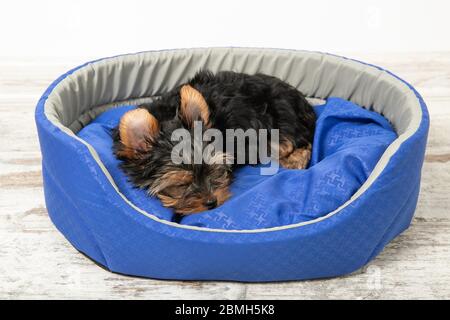 Ein Welpe der Yorkshire Terrier schläft in einem Zimmer in einem Hundebett. Schlafen, entspannen Stockfoto