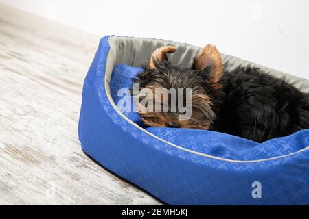 Ein Welpe der Yorkshire Terrier schläft in einem Zimmer in einem Hundebett. Schlafen, entspannen Stockfoto