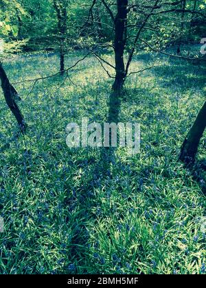 Bluebell Woods in Checkendon, South Oxfordshire, England, Großbritannien, GB. Stockfoto