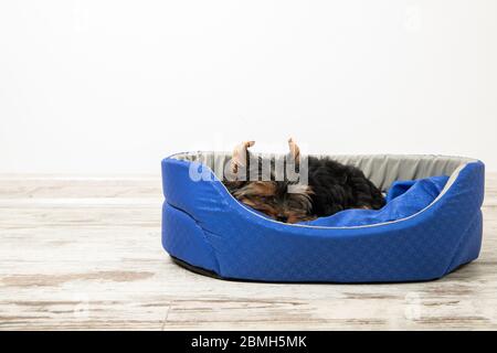 Ein Welpe der Yorkshire Terrier schläft in einem Zimmer in einem Hundebett. Schlafen, entspannen Stockfoto