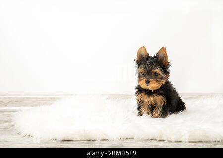 Yorkshire Terrier Welpe im Zimmer auf dem Teppich. Platz für Text Stockfoto