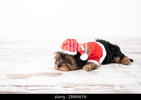 Ein kleiner Welpe liegt in einem Zimmer, das als Weihnachtsmann verkleidet ist. Urlaub. Neujahr Stockfoto