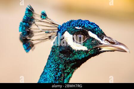 Ein schillernder, farbenfroher Pfau Stockfoto