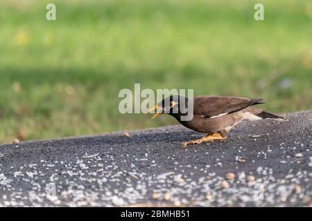 Die gemeine Myna oder indische Myna, ein omnivoröser offener Waldvogel mit einem starken territorialen Instinkt, hat sich sehr gut an städtische Umgebungen angepasst Stockfoto